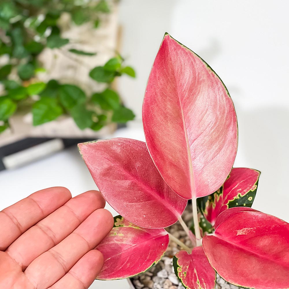 PLANCHU 観葉植物 アグラオネマ チャイナレッド 3.5号鉢 受け皿付き 育て方説明書付き Aglaonema ‘China Red’ 幸せを招くタイの宝石 アロイド