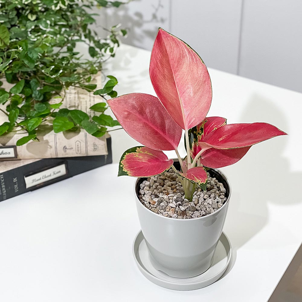 PLANCHU 観葉植物 アグラオネマ チャイナレッド 3.5号鉢 受け皿付き