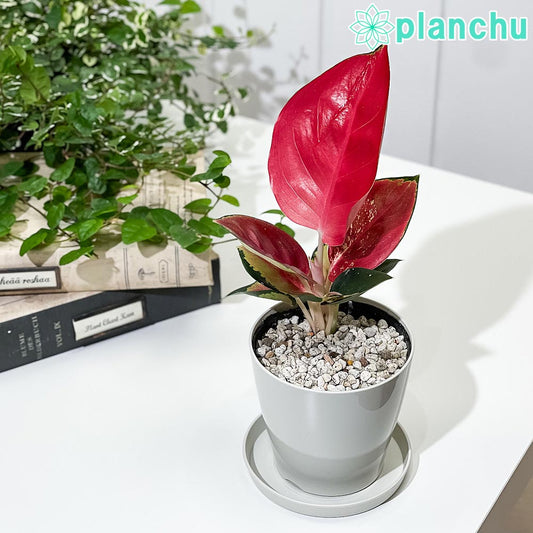 PLANCHU 観葉植物 アグラオネマ タイランドレッド 3.5号鉢 受け皿付き 育て方説明書付き Aglaonema ‘Thailand Red’ 幸せを招くタイの宝石 アロイド