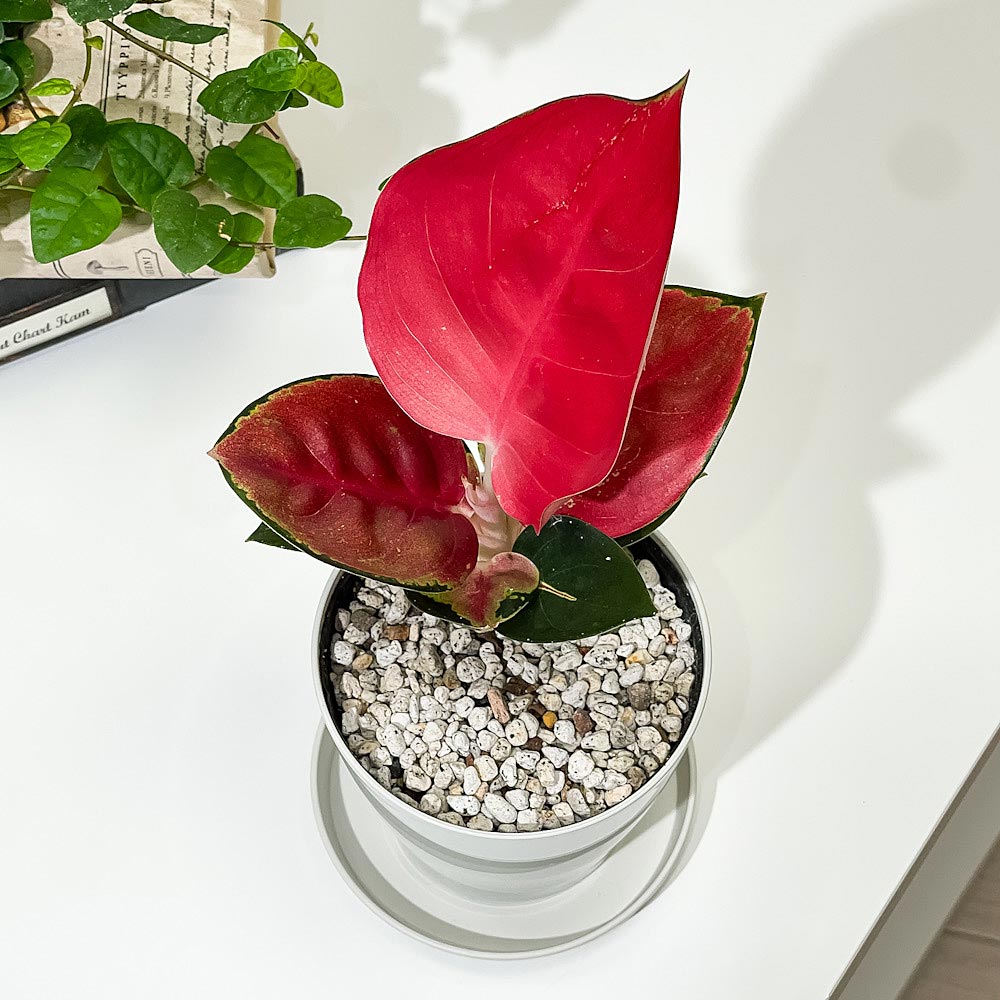 PLANCHU 観葉植物 アグラオネマ タイランドレッド 3.5号鉢 受け皿付き 育て方説明書付き Aglaonema ‘Thailand Red’ 幸せを招くタイの宝石 アロイド