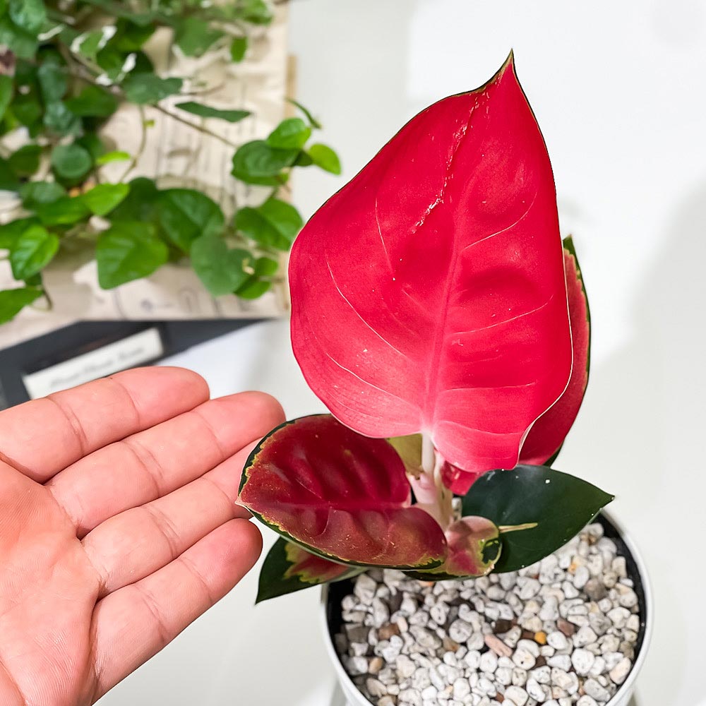 PLANCHU 観葉植物 アグラオネマ タイランドレッド 3.5号鉢 受け皿付き 育て方説明書付き Aglaonema ‘Thailand Red’ 幸せを招くタイの宝石 アロイド