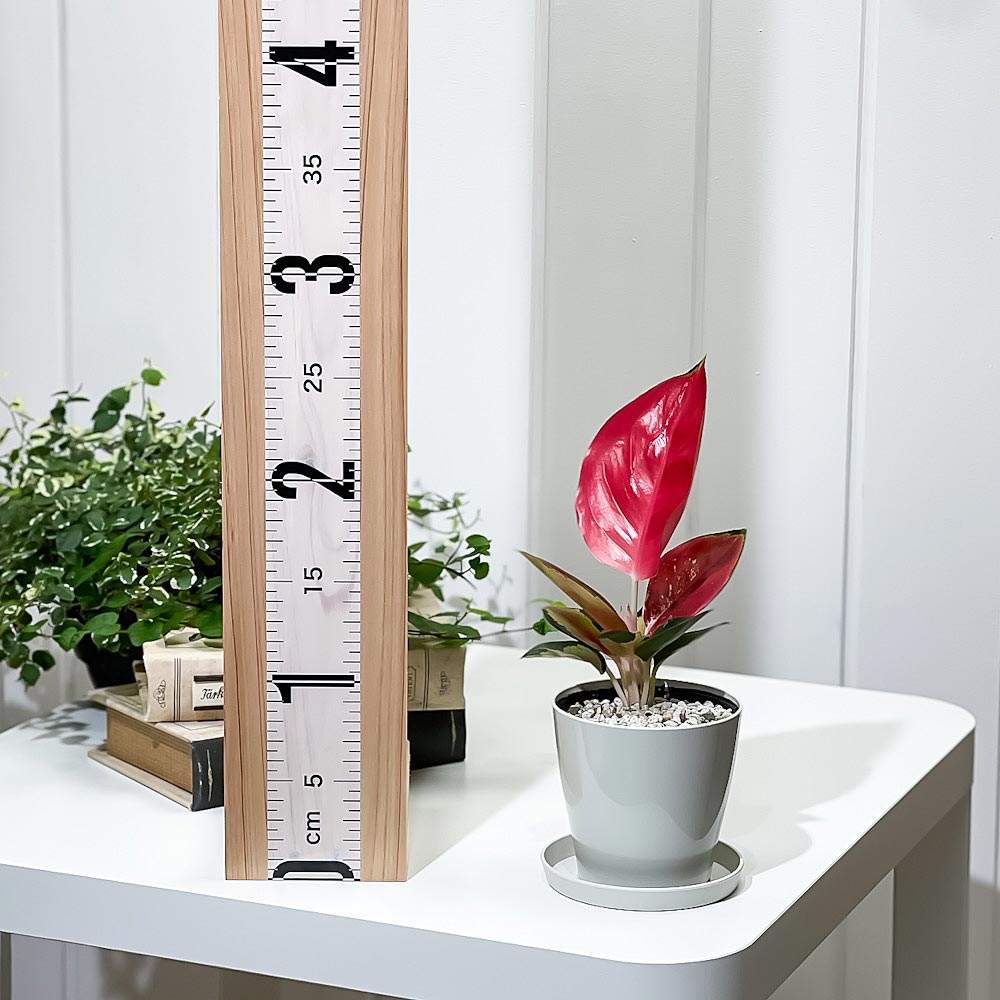 PLANCHU 観葉植物 アグラオネマ タイランドレッド 3.5号鉢 受け皿付き 育て方説明書付き Aglaonema ‘Thailand Red’ 幸せを招くタイの宝石 アロイド