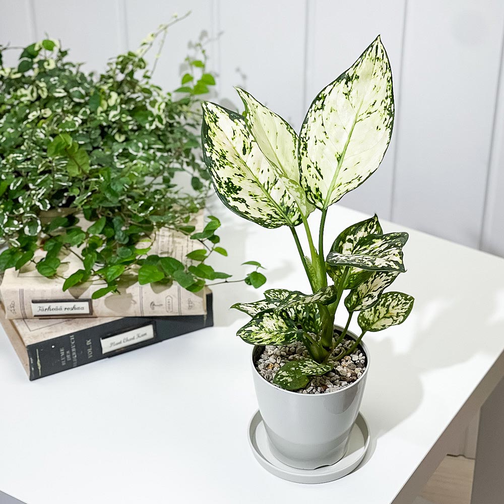 PLANCHU 観葉植物 アグラオネマ シルバーコスメティック 3.5号鉢