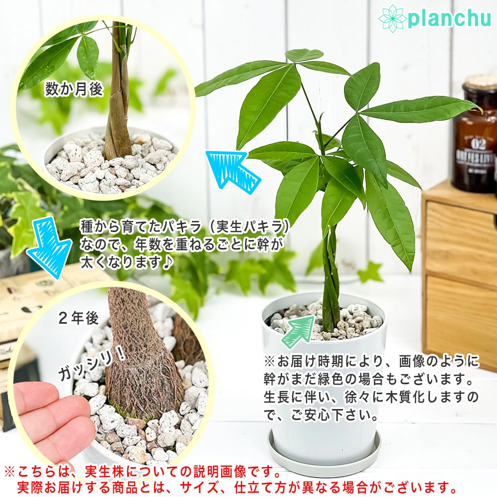 PLANCHU 観葉植物 パキラの森 実生株 6号鉢 受け皿付き 育て方説明書付き Pachira glabra 発財樹 実生