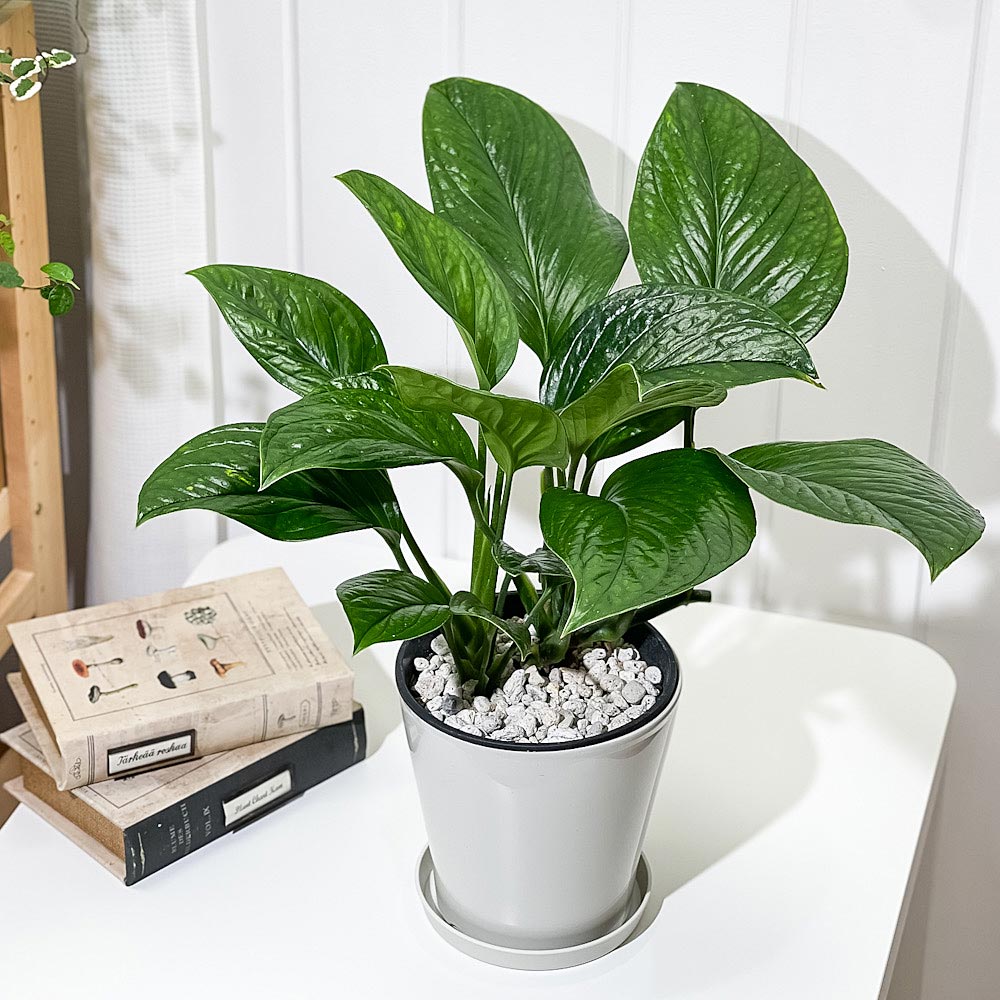 PLANCHU 観葉植物 モンステラ ジェイドウィング 5号鉢 受け皿付き 育て方説明書付き Monstera epipremoides ‘Jade Wing’ アロイド
