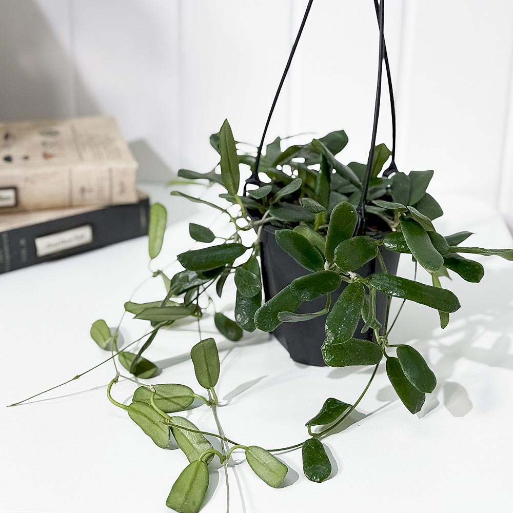 PLANCHU 観葉植物 ホヤ ロツンディフォリア 4号吊り鉢 育て方説明書付き Hoya rotundifolia サクララン 桜蘭
