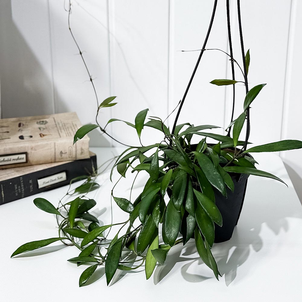 PLANCHU 観葉植物 ホヤ プビフェラ 4号吊り鉢 育て方説明書付き Hoya