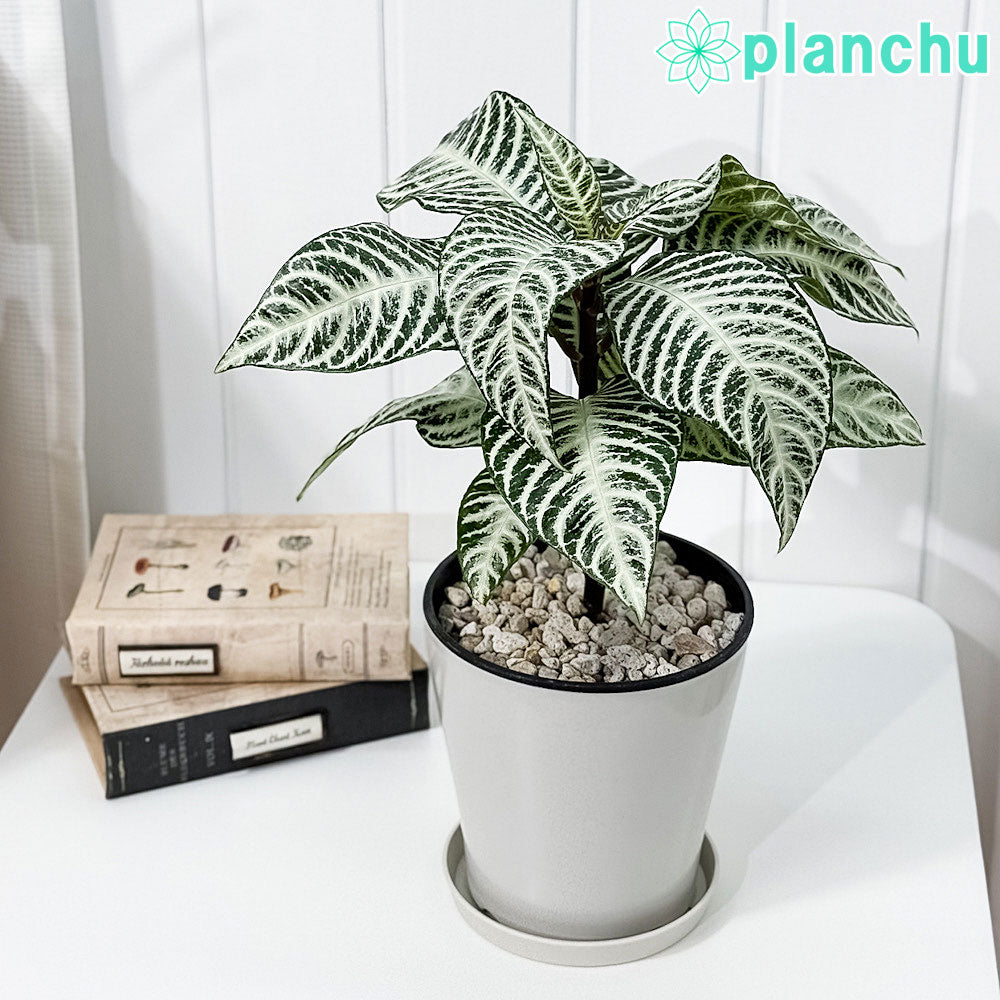 PLANCHU 観葉植物 アフェランドラ シルバークラウド 5号鉢 受け皿付き 育て方説明書付き Aphelandra squarrosa ‘Silver Cloud’