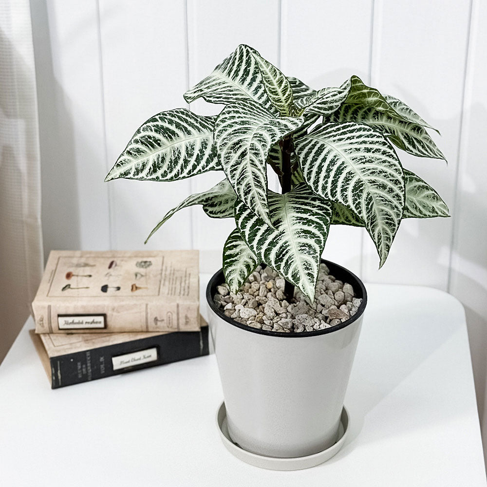 ご確認　植物 PLANCHU 観葉植物 アフェランドラ シルバークラウド 5号鉢 受け皿付き