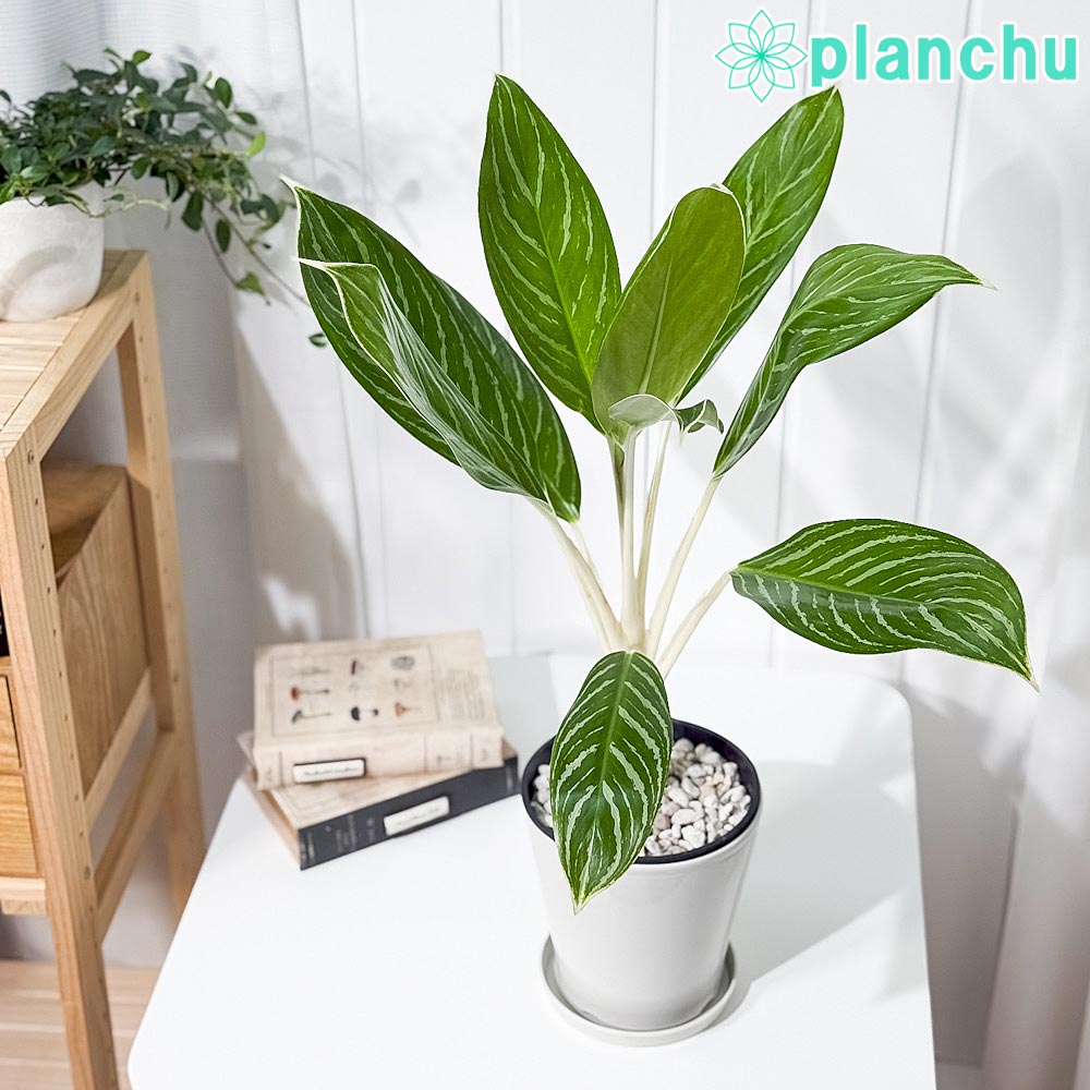 PLANCHU 観葉植物 アグラオネマ スノーホワイト 5号鉢 受け皿付き 育て方説明書付き Aglaonema commutatum ‘Snow White’ 幸せを招くタイの宝石 アロイド