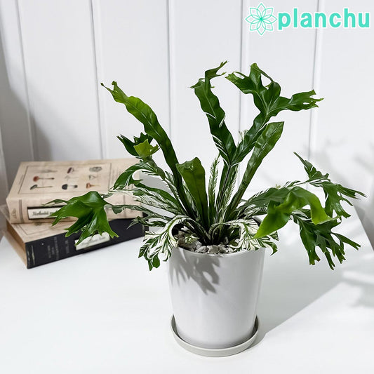 PLANCHU 観葉植物 アスプレニウム ニダス バリエガータ 4号鉢 受け皿付き 育て方説明書付き Asplenium nidus ‘Variegata’ 斑入り ニドゥス シマオオタニワタリ シダ植物