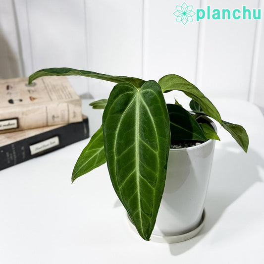 PLANCHU 観葉植物 アンスリウム ヴィレナオルム 4号鉢 受け皿付き 育て方説明書付き Anthurium villenaorum ウィッレナオルム アロイド 原種系