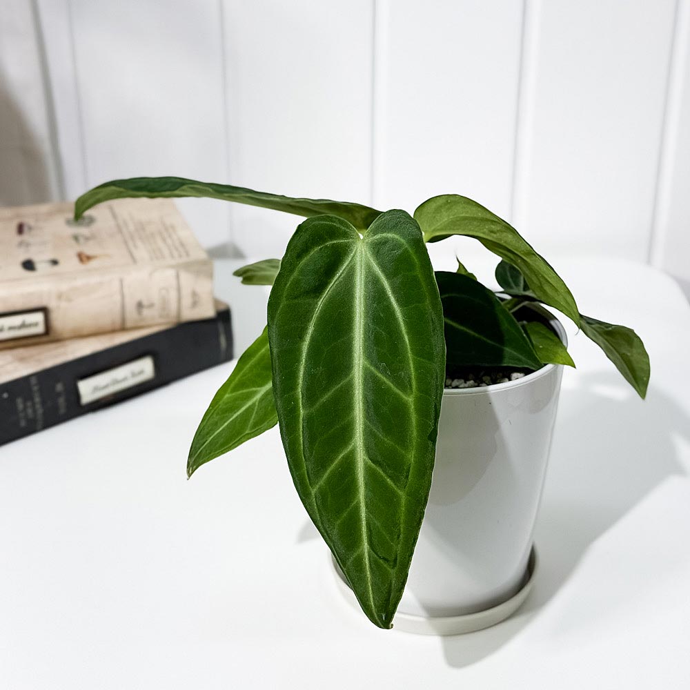 PLANCHU 観葉植物 アンスリウム ヴィレナオルム 4号鉢 受け皿付き 育て方説明書付き Anthurium villenaorum ウィッレナオルム アロイド 原種系