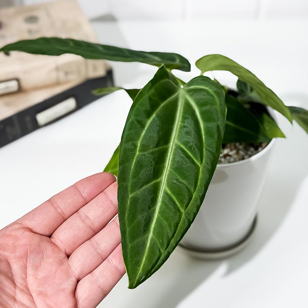PLANCHU 観葉植物 アンスリウム ヴィレナオルム 4号鉢 受け皿付き 育て方説明書付き Anthurium villenaorum ウィッレナオルム アロイド 原種系