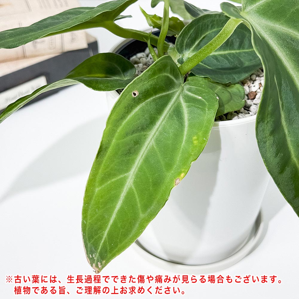 PLANCHU 観葉植物 アンスリウム ヴィレナオルム 4号鉢 受け皿付き 育て方説明書付き Anthurium villenaorum ウィッレナオルム アロイド 原種系