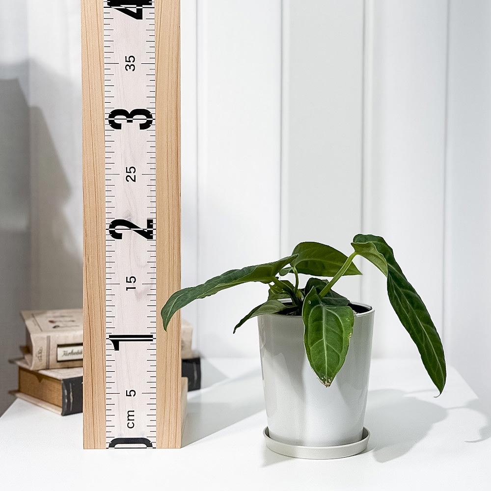 PLANCHU 観葉植物 アンスリウム ヴィレナオルム 4号鉢 受け皿付き 育て方説明書付き Anthurium villenaorum ウィッレナオルム アロイド 原種系