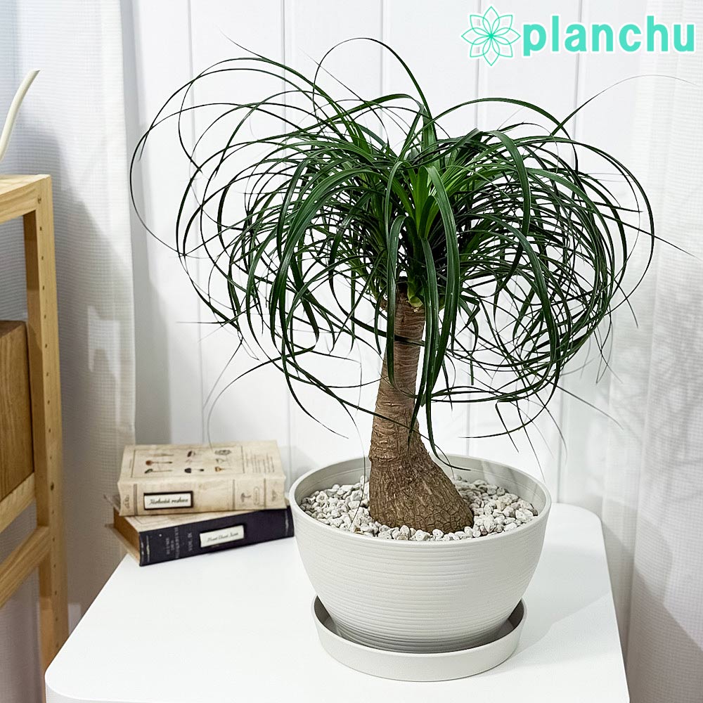 ボーカルネア – 観葉植物専門店プランチュ