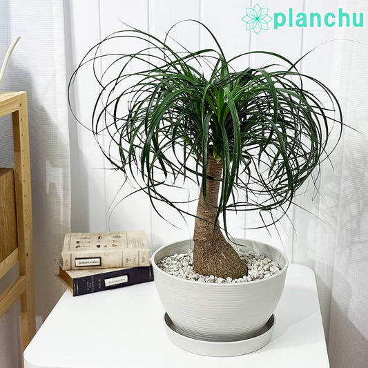 PLANCHU 観葉植物 ボーカルネア グアテマレンシス 8号鉢 受け皿付き 育て方説明書付き Beaucarnea guatemalensis トックリラン ノリナ ポニーテール