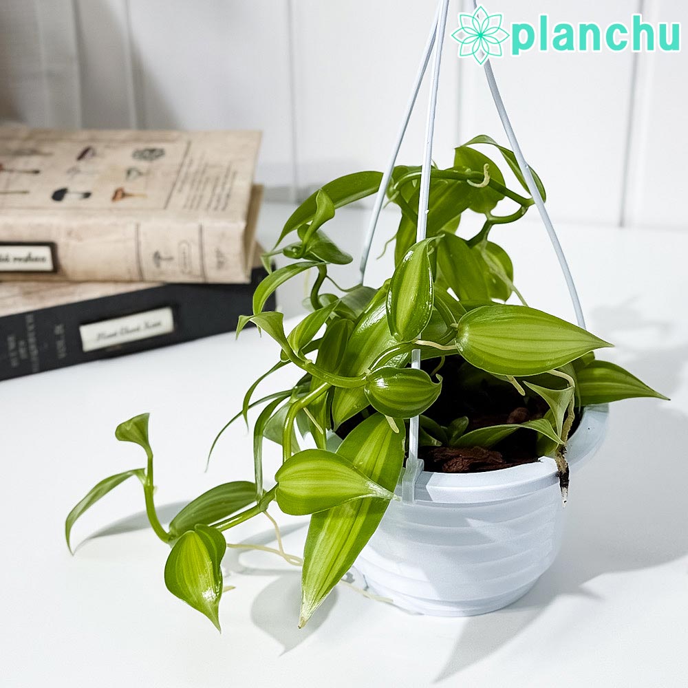 PLANCHU 観葉植物 バニラ プラニフォリア 斑入り 4号吊り鉢 育て方説明書付き Vanilla planifolia ‘Variegata’ バニラの木 洋ラン