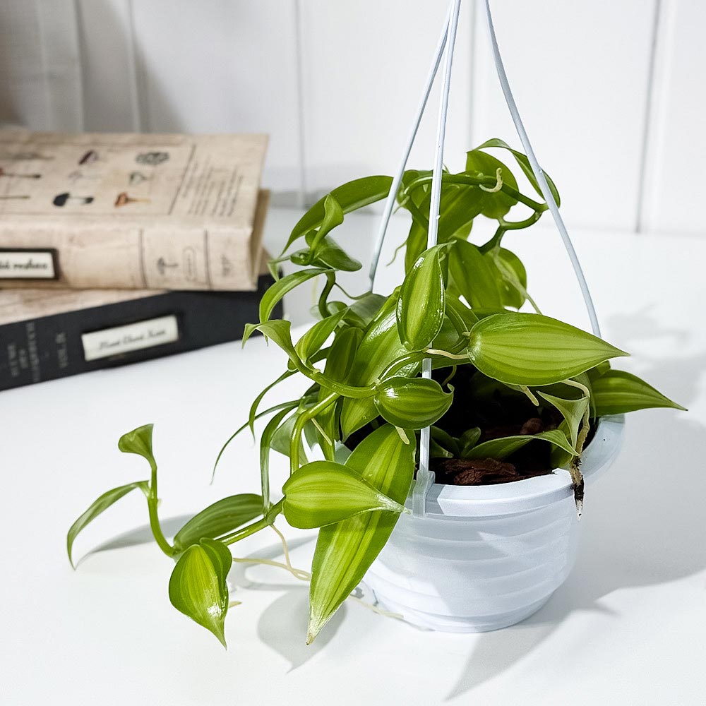 PLANCHU 観葉植物 バニラ プラニフォリア 斑入り 4号吊り鉢 育て方説明書付き Vanilla planifolia ‘Variegata’ バニラの木 洋ラン