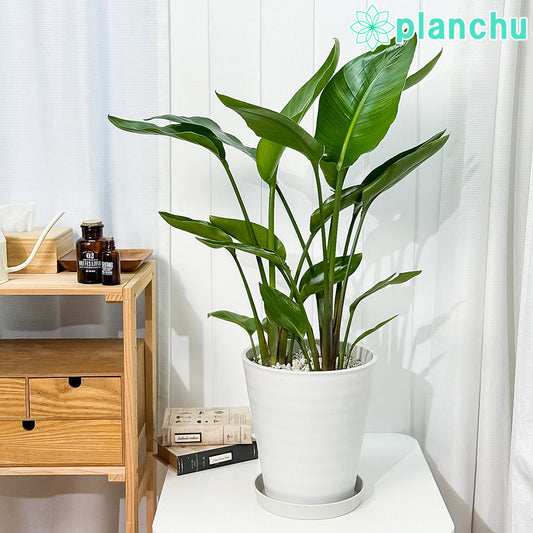 PLANCHU 観葉植物 ストレリチア オーガスタ 8号鉢 受け皿付き 育て方説明書付き Strelitzia nicolai ニコライ 楽園の白い鳥 極楽鳥花