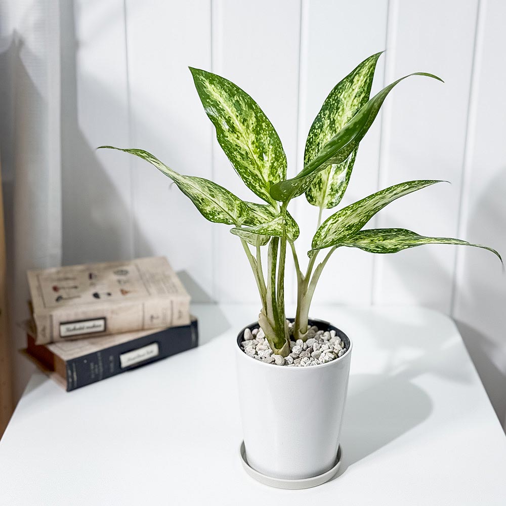 PLANCHU 観葉植物 アグラオネマ プセウドブラクテアツム 4号鉢 受け皿
