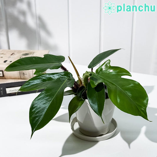 PLANCHU 観葉植物 フィロデンドロン スクアミフェルム 3.5号鉢 受け皿付き 育て方説明書付き Philodendron squamiferum アロイド