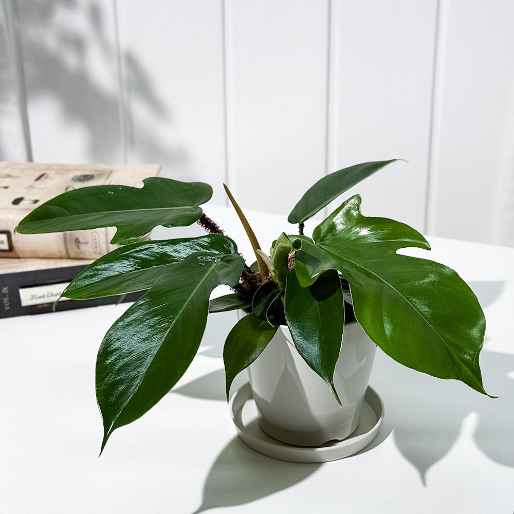 PLANCHU 観葉植物 フィロデンドロン スクアミフェルム 3.5号鉢 受け皿