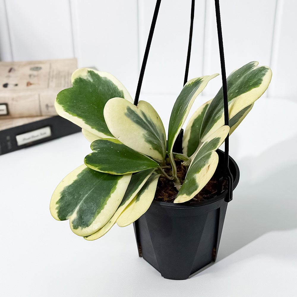 PLANCHU 観葉植物 ホヤ カーリー 斑入り 4号吊り鉢 育て方説明書付き