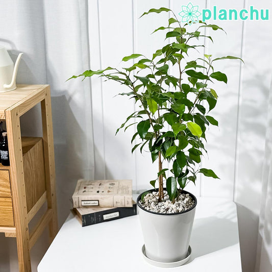 PLANCHU 観葉植物 フィカス ベンジャミン エスタ 5号鉢 受け皿付き 育て方説明書付き Ficus benjamina cv. 幸運を呼ぶ木 ゴムノキ ゴムの木