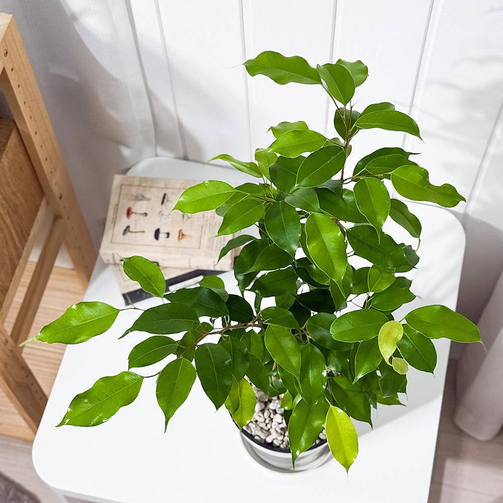 PLANCHU 観葉植物 フィカス ベンジャミン エスタ 5号鉢 受け皿付き 育て方説明書付き Ficus benjamina cv. 幸運を呼ぶ木 ゴムノキ ゴムの木