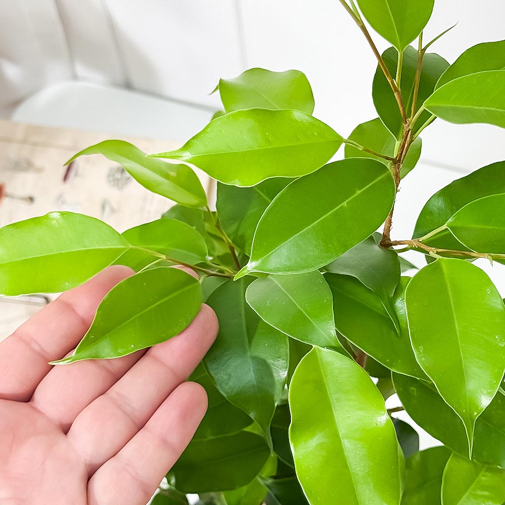 PLANCHU 観葉植物 フィカス ベンジャミン エスタ 5号鉢 受け皿付き 育て方説明書付き Ficus benjamina cv. 幸運を呼ぶ木 ゴムノキ ゴムの木