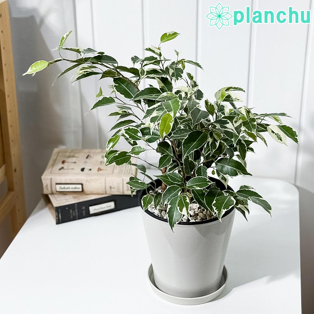 PLANCHU 観葉植物 フィカス ベンジャミン スターライト 5号鉢 受け皿付き 育て方説明書付き Ficus benjamina ‘Star Light’ 幸運を呼ぶ木 ゴムノキ ゴムの木