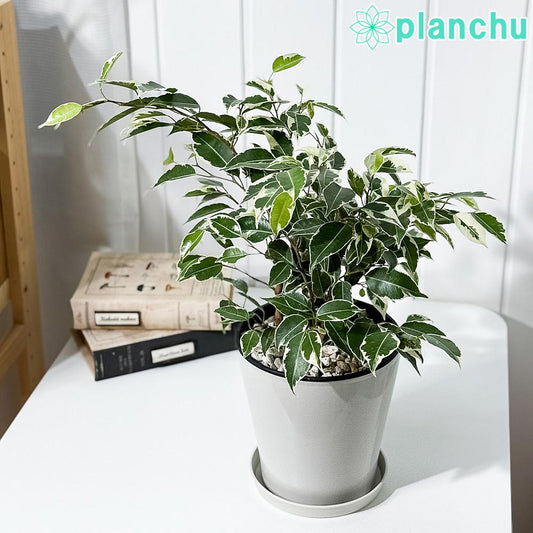 PLANCHU 観葉植物 フィカス ベンジャミン スターライト 5号鉢 受け皿付き 育て方説明書付き Ficus benjamina ‘Star Light’ 幸運を呼ぶ木 ゴムノキ ゴムの木