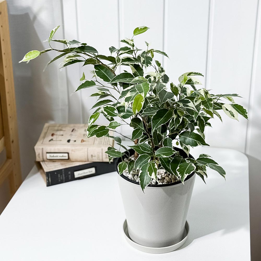 PLANCHU 観葉植物 フィカス ベンジャミン スターライト 5号鉢 受け皿付き 育て方説明書付き Ficus benjamina ‘Star Light’ 幸運を呼ぶ木 ゴムノキ ゴムの木