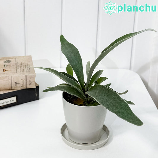 PLANCHU 観葉植物 プラティケリウム ヴィーチー 3.5号鉢 受け皿付き 育て方説明書付き Platycerium veitchii ビーチー ベイチー ビカクシダ コウモリラン シダ植物