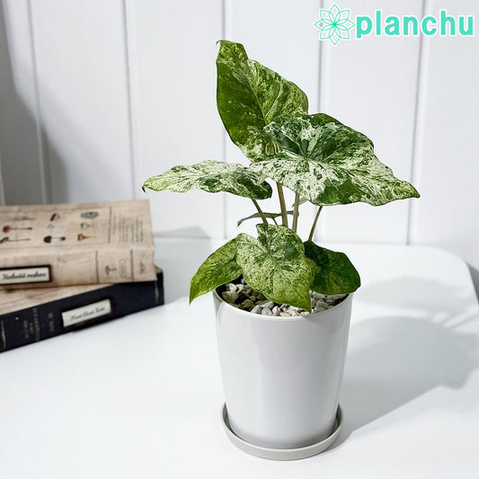 PLANCHU 観葉植物 アロカシア オドラ バティック 4号鉢 受け皿付き 育て方説明書付き Alocasia odora ‘Batik’ クワズイモ バリエガータ 斑入り アロイド