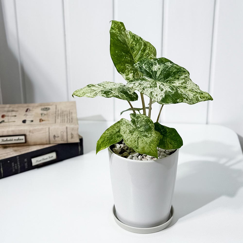 PLANCHU 観葉植物 アロカシア オドラ バティック 4号鉢 受け皿付き