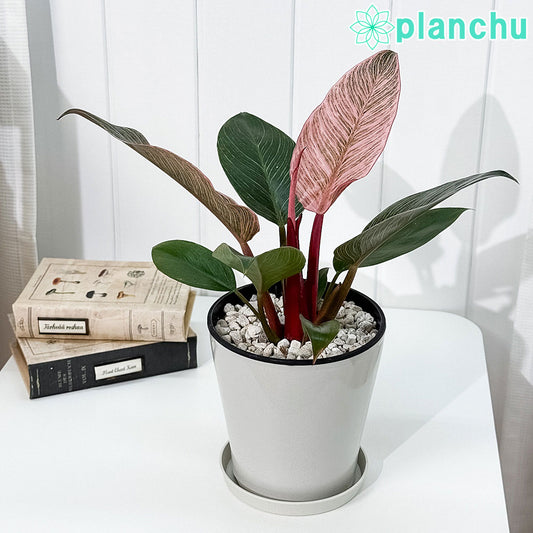 PLANCHU 観葉植物 フィロデンドロン ピンクバーキン 5号鉢 受け皿付き 育て方説明書付き PVP Philodendron ‘Pink Birkin’ アロイド