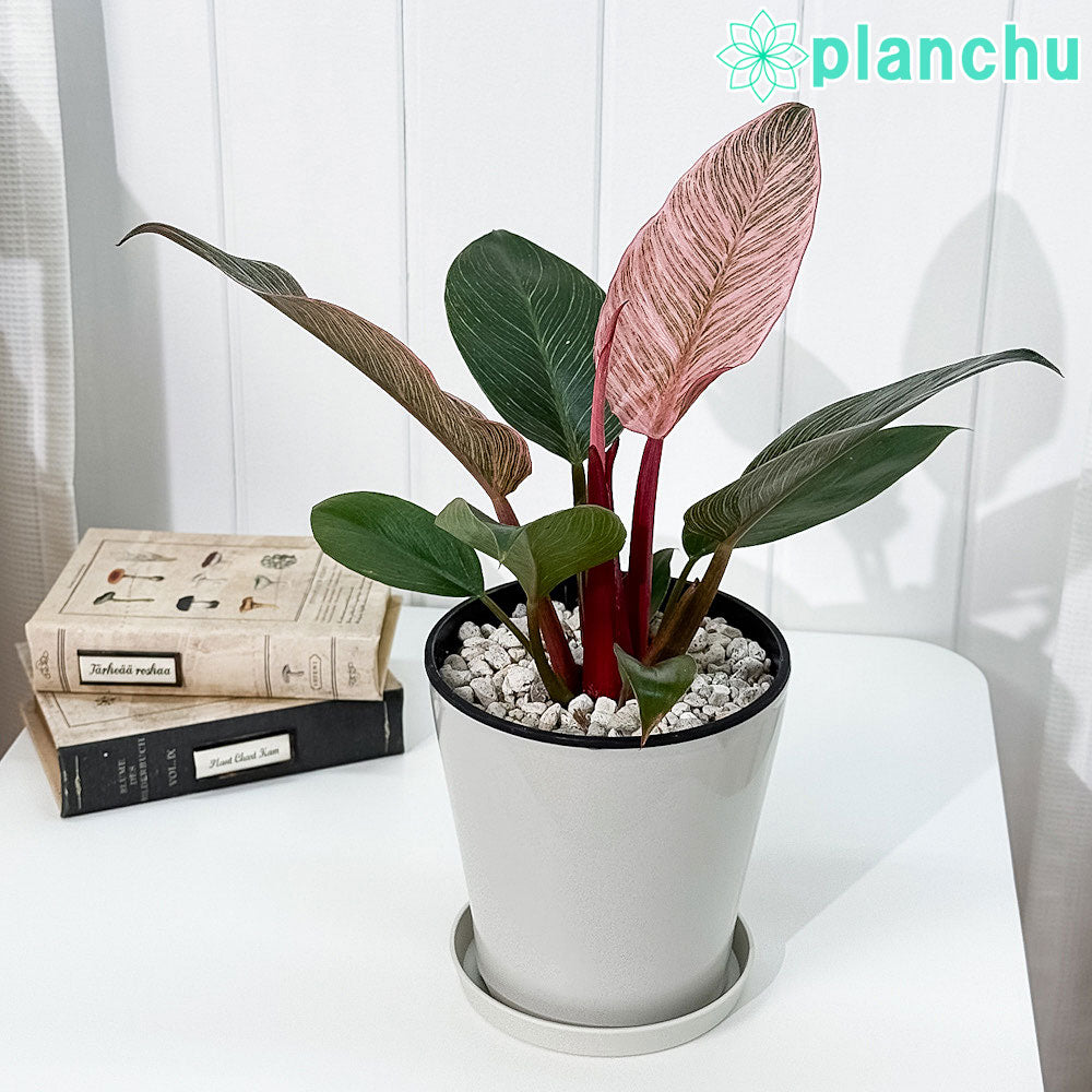 PLANCHU 観葉植物 フィロデンドロン ピンクバーキン 5号鉢 受け皿付き 育て方説明書付き PVP Philodendron ‘Pink Birkin’ アロイド