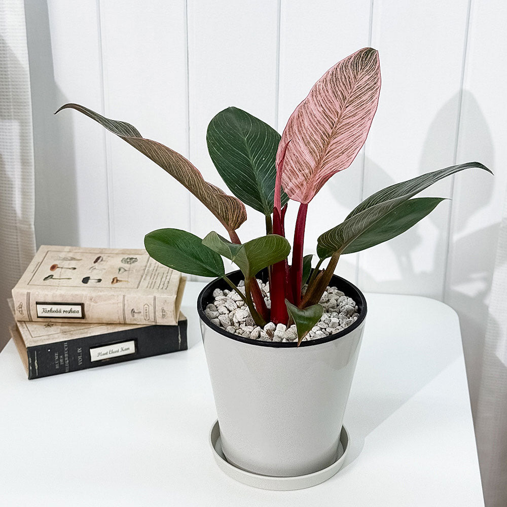 PLANCHU 観葉植物 フィロデンドロン ピンクバーキン 5号鉢 受け皿付き 育て方説明書付き PVP Philodendron ‘Pink Birkin’ アロイド