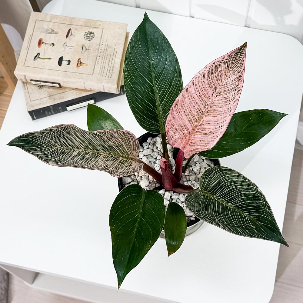 PLANCHU 観葉植物 フィロデンドロン ピンクバーキン 5号鉢 受け皿付き 育て方説明書付き PVP Philodendron ‘Pink Birkin’ アロイド