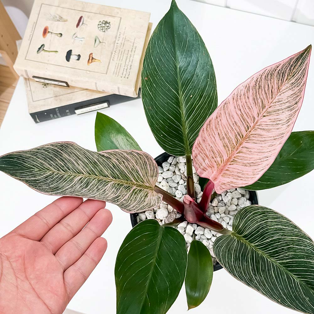 PLANCHU 観葉植物 フィロデンドロン ピンクバーキン 5号鉢 受け皿付き 育て方説明書付き PVP Philodendron ‘Pink Birkin’ アロイド
