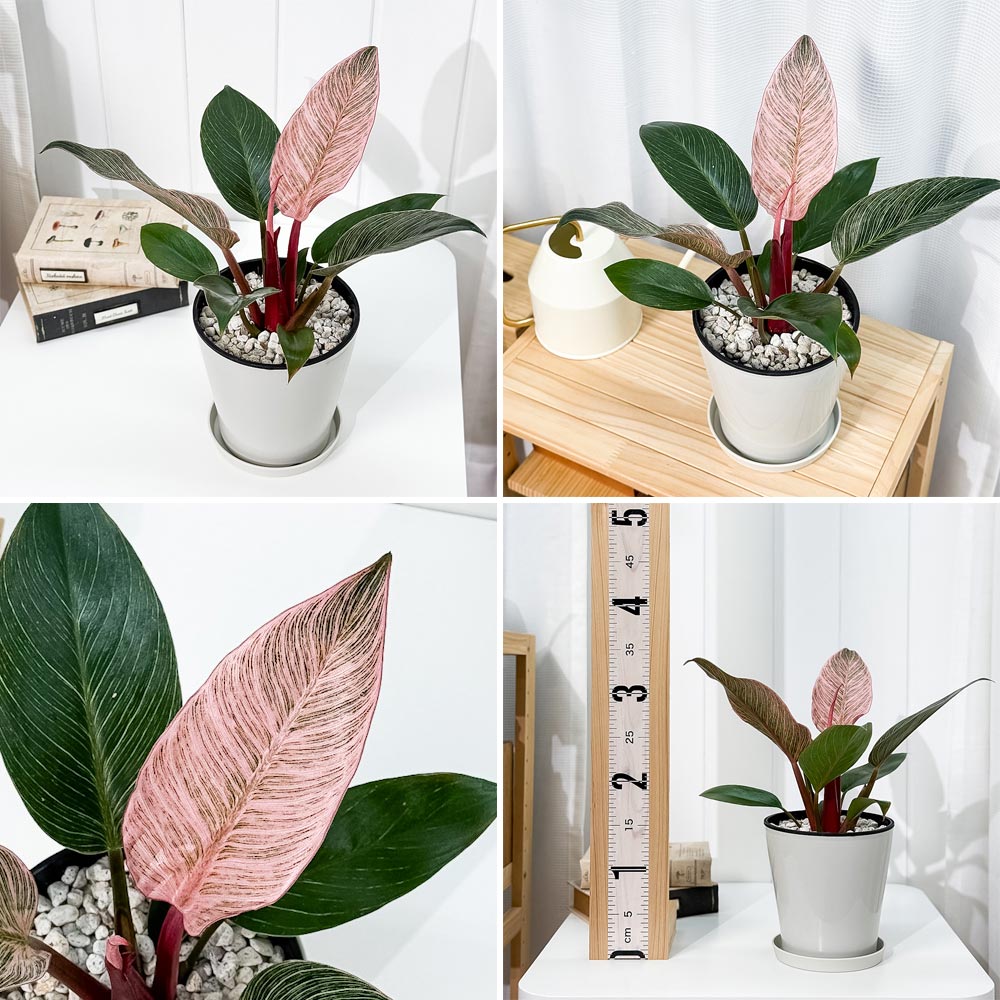 PLANCHU 観葉植物 フィロデンドロン ピンクバーキン 5号鉢 受け皿付き 育て方説明書付き PVP Philodendron ‘Pink Birkin’ アロイド