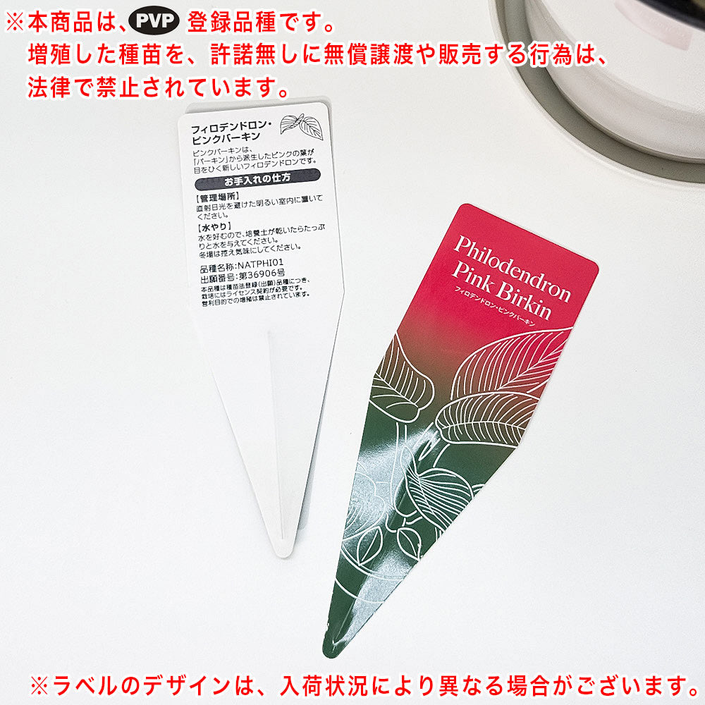 PLANCHU 観葉植物 フィロデンドロン ピンクバーキン 5号鉢 受け皿付き 育て方説明書付き PVP Philodendron ‘Pink Birkin’ アロイド