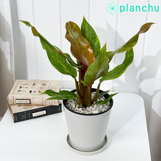 PLANCHU 観葉植物 フィロデンドロン オレンジマーマレード 5号鉢 受け皿付き 育て方説明書付き Philodendron ‘Orange Marmalade’ アロイド
