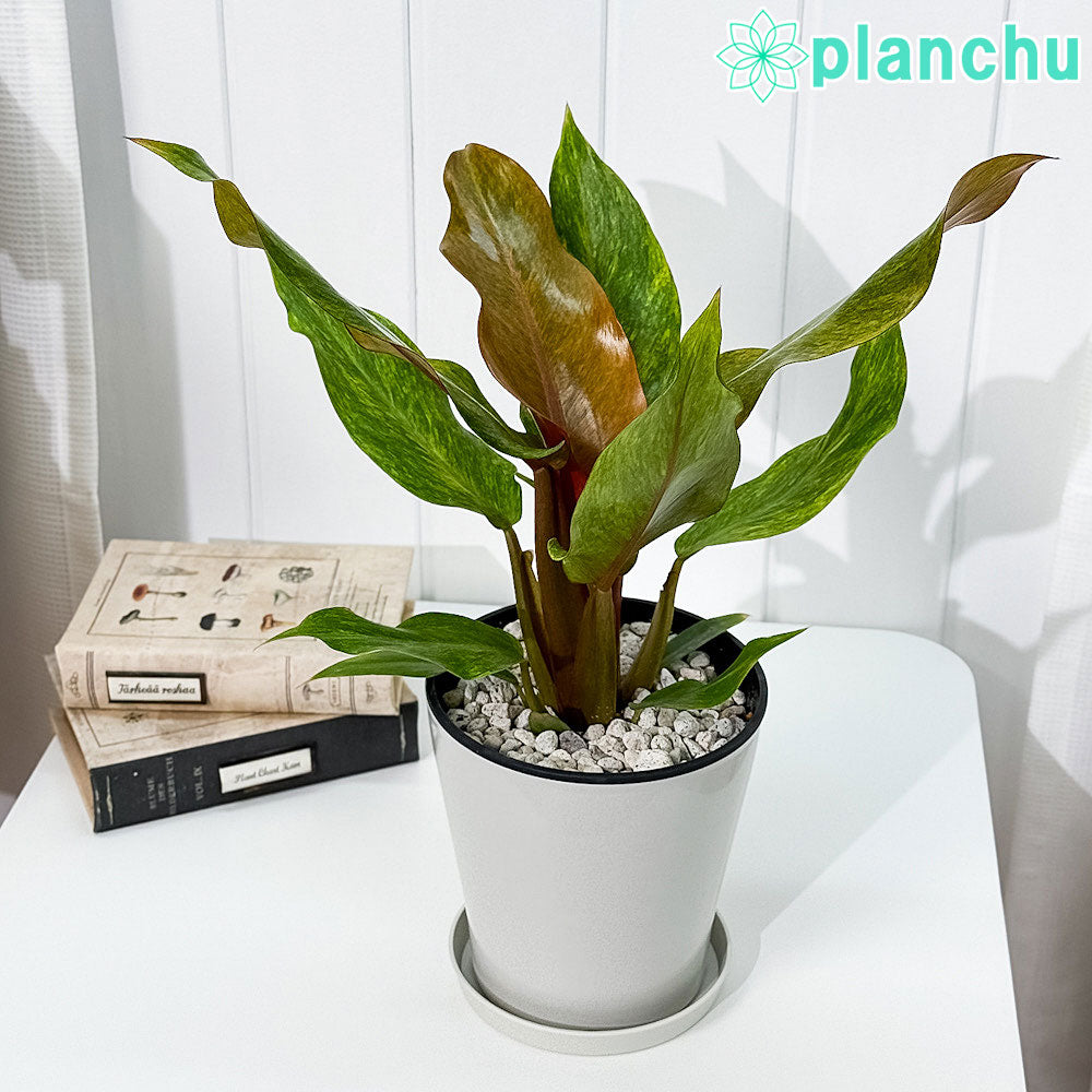 PLANCHU 観葉植物 フィロデンドロン オレンジマーマレード 5号鉢 受け皿付き 育て方説明書付き Philodendron ‘Orange Marmalade’ アロイド