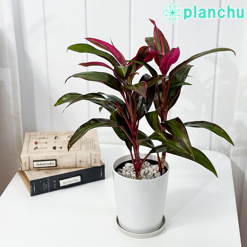 コルディリネ – 観葉植物専門店プランチュ