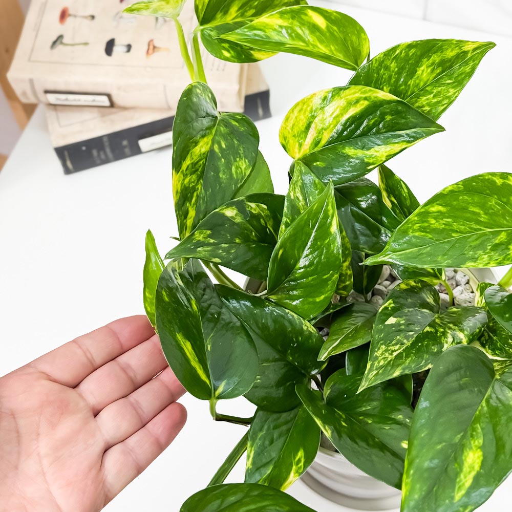 PLANCHU 観葉植物 ポトス シエスタ 5号鉢 受け皿付き 育て方説明書付き PVP Epipremnum aureum ‘Siesta’ エピプレムナム アロイド