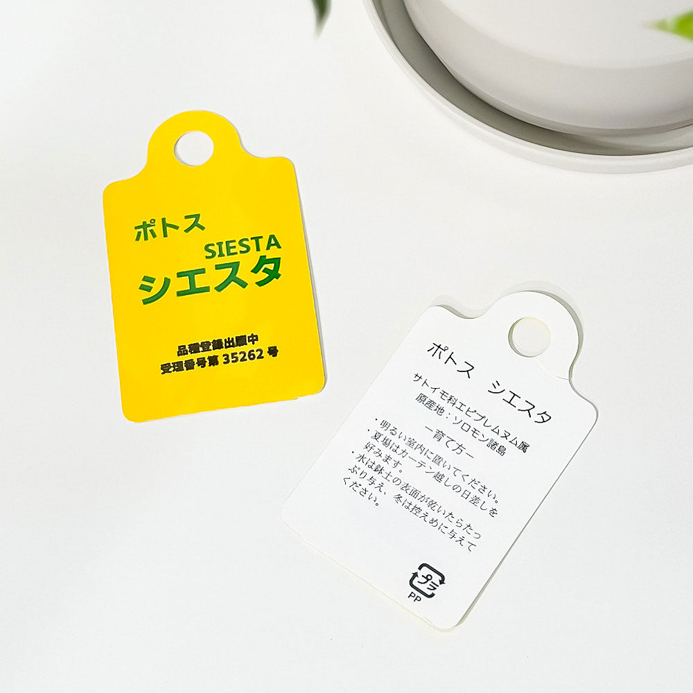 PLANCHU 観葉植物 ポトス シエスタ 5号鉢 受け皿付き 育て方説明書付き PVP Epipremnum aureum ‘Siesta’ エピプレムナム アロイド
